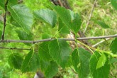breza karpatská - vetvička s listami