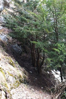 tis obyčajný - Suchá dolina (Západné Tatry)