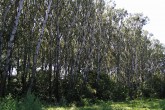 lužný ekotyp topoľa bieleho v prostredí lužného lesa