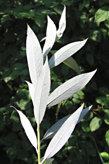 vŕba biela - vetvička s listami 