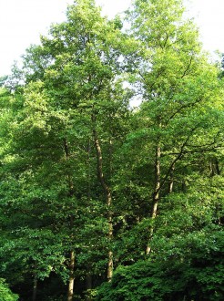 porast jelše lepkavej (Arborétum Borová hora)