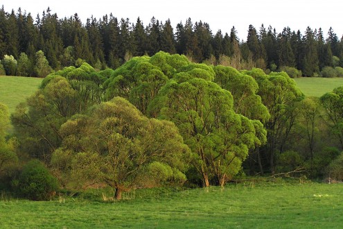 brehový porast vŕby krehkej (potok Dovalovec - Horný Liptov)