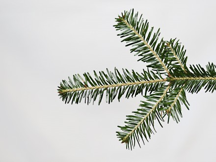 jedľa biela - ihlice z hornej strany