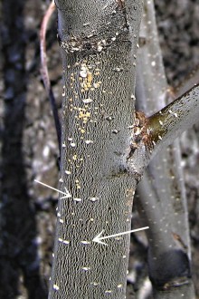 lenticely (jelša lepkavá)