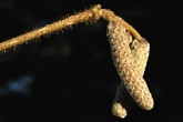 lieska obyčajna - samčie jahňady na jeseň