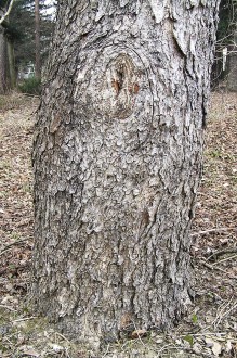 lieska turecká (Corylus colurna) - borka