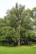 lieska turecká (Corylus colurna) - park pred Zámkom Topoľčianky