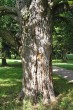 lieska turecká (Corylus colurna) - borka