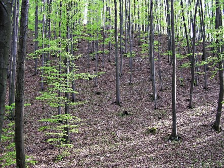 hromadenie sa opadaného lístia v bukovom poraste