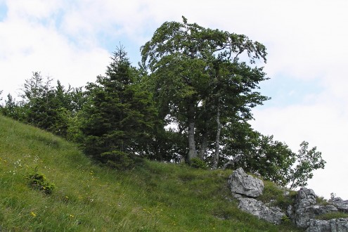 buk lesný - Veľká Fatra cca 1200 m n.m.