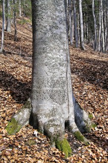 buk lesný - borka