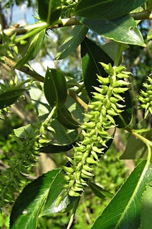 vŕba krehká (Salix fragilis) - tobolky zoskupené do strapcovitých súplodí
