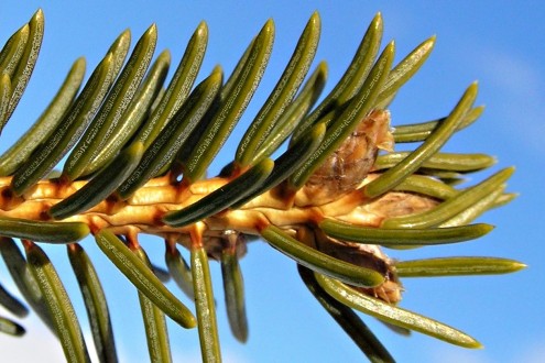 smrek obyčajný (Picea abies) - ihlice majú po stranách jemné navýrazné pásy prieduchov