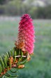 smrek obyčajný (Picea abies) - ♀ šištica - forma erythrocarpa (červená)