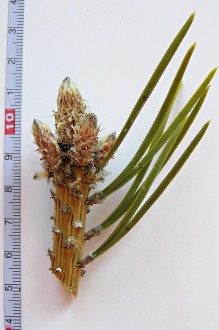 borovica lesná (Pinus sylvestris) - ihlice