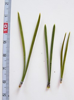 borovica lesná (Pinus sylvestris) - ihlice