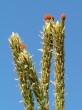 borovica lesná (Pinus sylvestris) - samičie (♀) šištičky na konci tohoročných konárikov (letorastov)