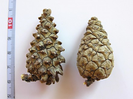 borovica lesná (Pinus sylvestris) - šišky s rôznym tvarom ukončenia štítku
