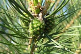 borovica lesná (Pinus sylvestris) - šišky na jar druhého roku