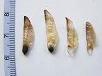 borovica lesná (Pinus sylvestris) - semeno