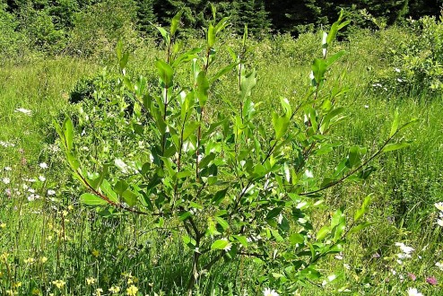 vŕba päťtyčinková (Salix pentadra)