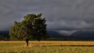 borovica lesná (Pinus sylvestris) -  ako krajinotvorný prvok
