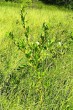 vŕba päťtyčinková (Salix pentadra)