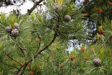 borovica limbová (Pinus cembra) - rozšírenie