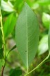 vŕba päťtyčinková (Salix pentadra) - spodná strana