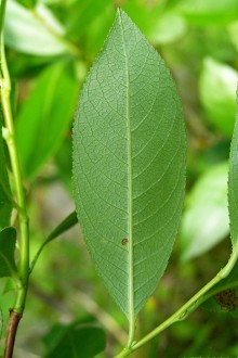 vŕba päťtyčinková (Salix pentadra) - spodná strana