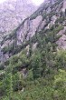 borovica limbová (Pinus cembra) - hlavne vďaka orešnici perlavej sa dostane aj do skál
