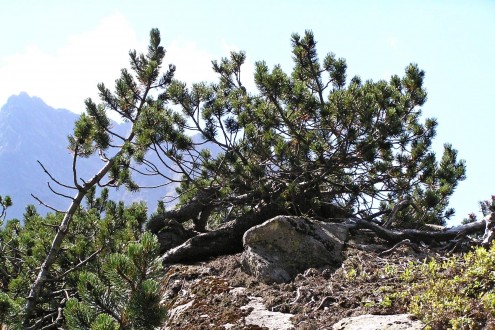 borovica horská (Pinus mugo)