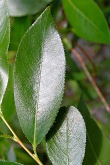 vŕba päťtyčinková (Salix pentadra) - vrchná strana
