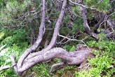 borovica horská (Pinus mugo)