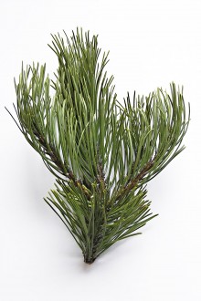 borovica horská (Pinus mugo)