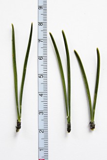 borovica horská (Pinus mugo) - asimilačné orgány (ihlice)