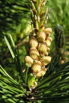 borovica horská (Pinus mugo) - ♂ šištice