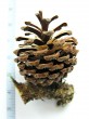 borovica horská (Pinus mugo)