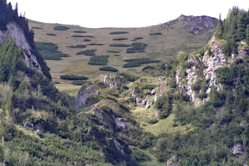 borovica horská (Pinus mugo) - pôdoochranné a protilavínové zalesňovanie (Tichá dolina , Červené vrchy)