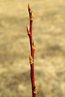 vŕba päťtyčinková (Salix pentadra) - ročný výhonok (letorast)