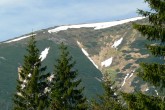 borovica horská (Pinus mugo) - pôdoochranné a protilavínové zalesňovanie (Tichá dolina, Západné Tatry)