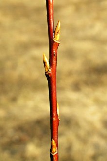vŕba päťtyčinková (Salix pentadra)