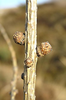 smrekovec opadavý (Larix decidua) - brachyblasty