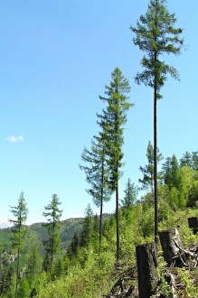 smrekovec opadavý (Larix decidua)