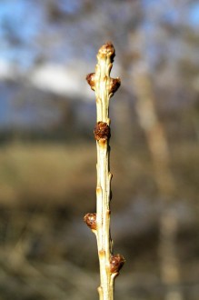 smrekovec opadavý (Larix decidua) - letorast s púčikmi