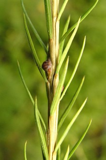 smrekovec opadavý (Larix decidua) - na letorastoch vyrastajú ihlice po jednej
