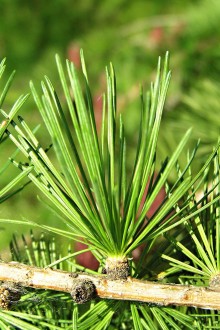 smrekovec opadavý (Larix decidua) - zväzok ihlíc na brachyblaste