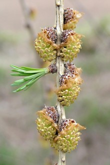 smrekovec opadavý (Larix decidua) - samčie (♂) šištice