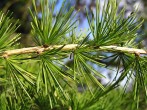 smrekovec opadavý (Larix decidua)