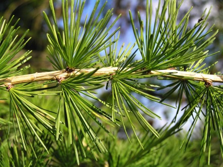 smrekovec opadavý (Larix decidua)